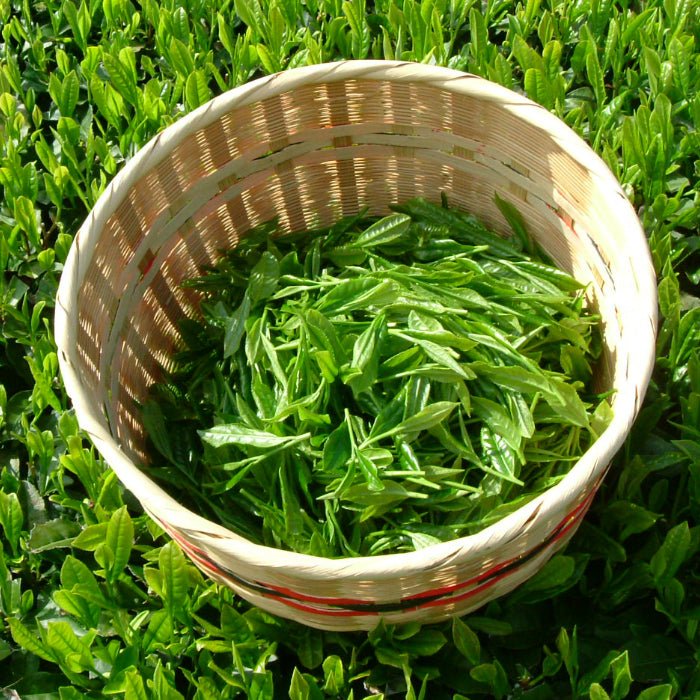 Matcha tea powder Culinary grade Hoshino-Seichaen「MOKUREN」 100g pack - MatchaJP